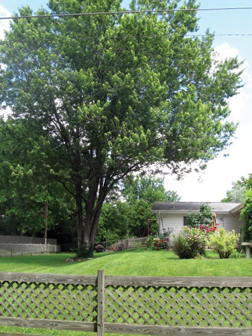 Property photo 16 - 3 Bedroom Ranch on Basement - Foster Park Area